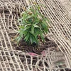 Natural Jute Color