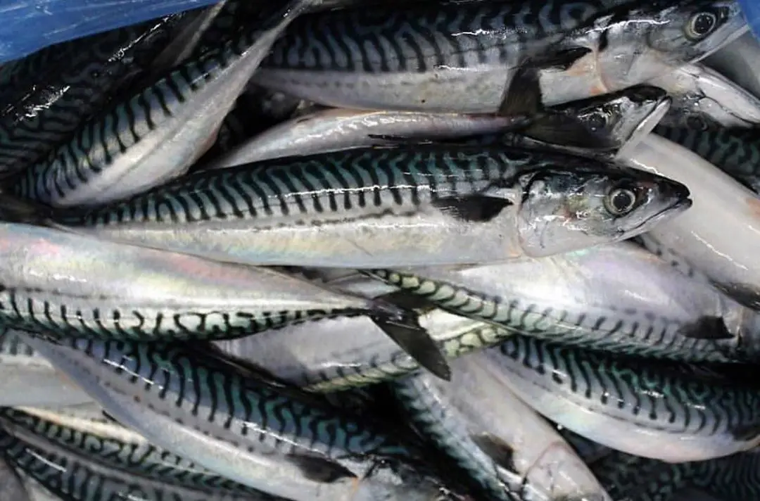 Frozen Horse Mackerel Fish (jack/horse/pacific/atlantic) Exporters ...