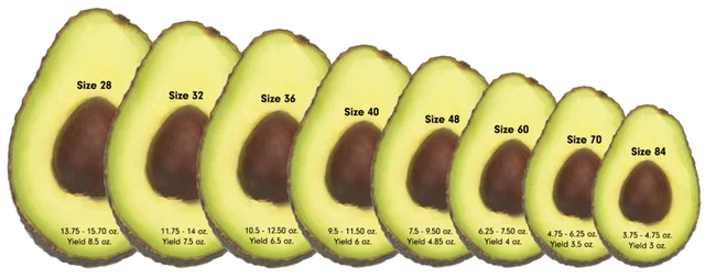 fresh / aguacate / palta hass ,fresh fruit & hass avocados for
