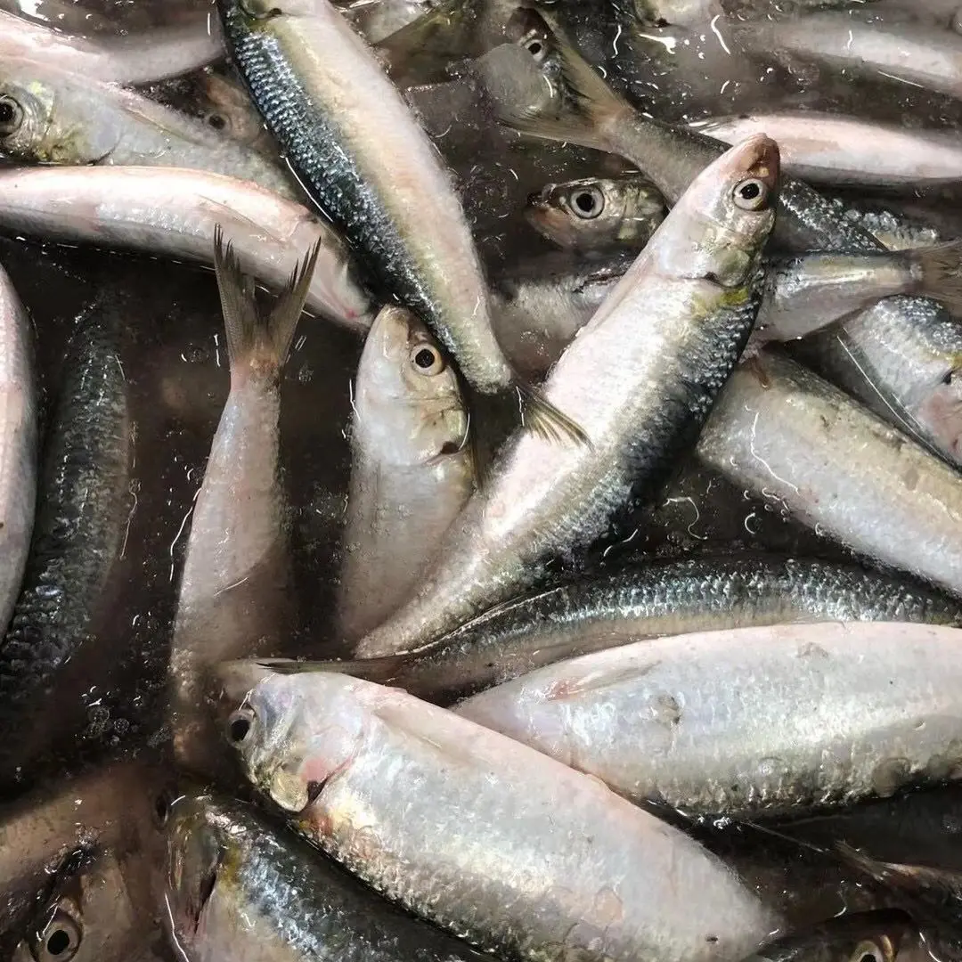 冷凍bqf丸型イワシ魚と価格冷凍イワシ Buy ニュージーランド冷凍魚 冷凍魚モロッコrihab魚 すべてのタイプのイワシ魚 Product On Alibaba Com
