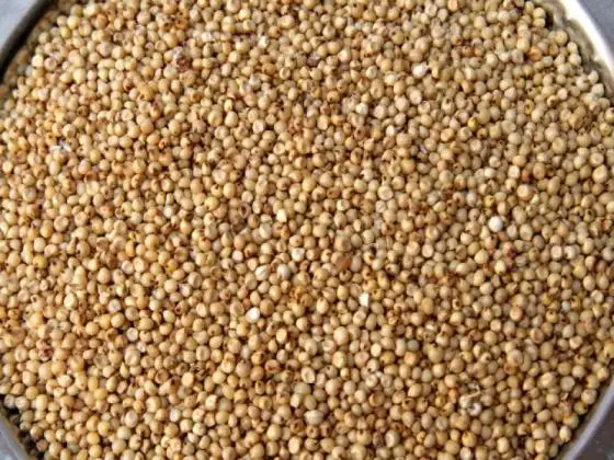 Sorghum.jpg