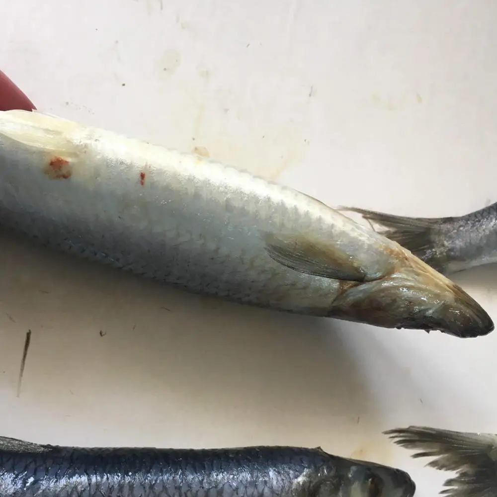 全周冷凍大西洋ニシン魚 ニシンwr Clupea Harengus Buy 冷凍大西洋ニシン魚 ニシンwr Clupea Harengus Product On Alibaba Com