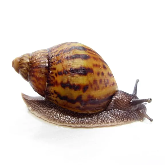 Fresh African Giant Escargot Snail For Sale Buy Frozen African Giant