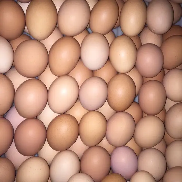 buy Fresh Chicken Table Eggs & Fertilized Hatching Eggs at affordable prices