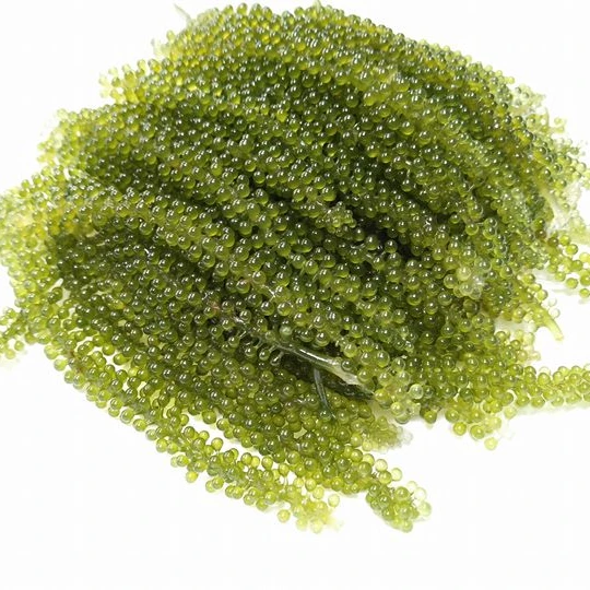 2020 Harvest Sea Grapes Umibudo Green Caviar Anic Vietnamese Delicac Grapes Seaweed Vicky 84 90 393 1029 Buy Sea Grape Grape Seaweed Green Caviar Umibudo Seaweed For Sale