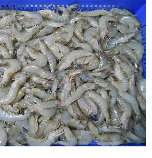 shrimp/seafood/black tiger prawn/ seafood/ tiger pistol shrimp