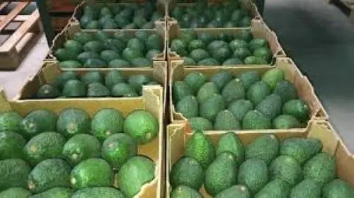 FRESH HASS AVOCADO