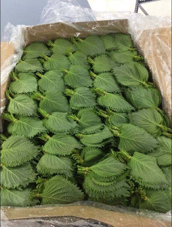 Свежие зеленые листья SHISO-PERILLA-листья BRITTON/VICKY + 84 90 393 1029