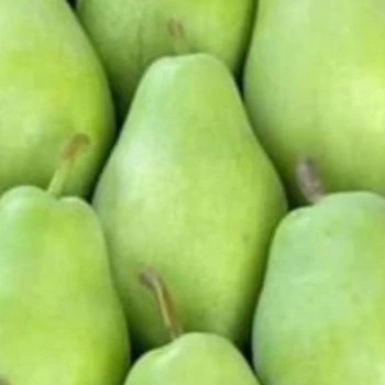 Pears from Turkey Fast Shipping high quality pears