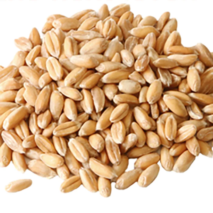 Wheat (1).png