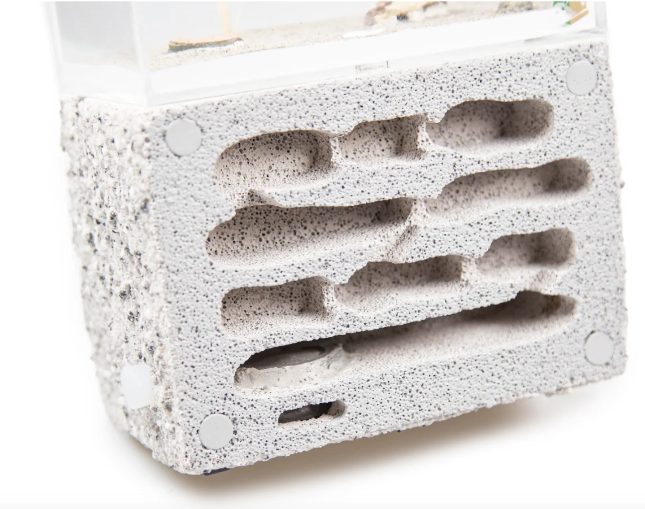 Ant Terrarium - Observe Ants in a Sustainable Formicarium