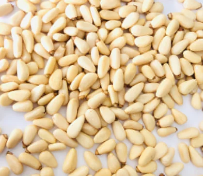 competitive price pine nuts kernels for buyers