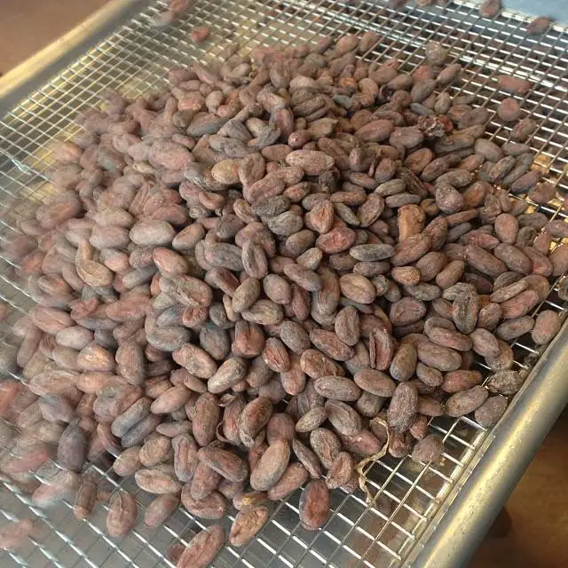 Сушеные сырые какао-бобы на продажу