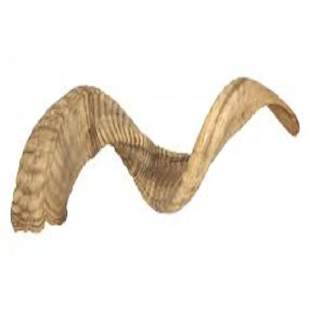 Indian Natural Bulk Ram Horn For Sale With 10 Cm To 40 Cms Buy Kudu