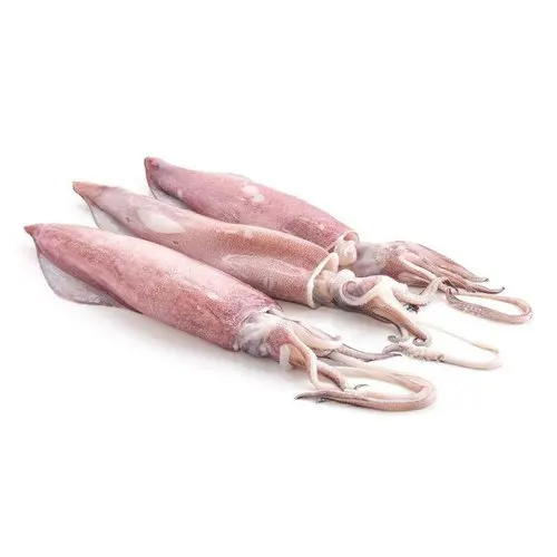 Best Quality 100% Export Oriented Custom Packaging Wholesale Price Fresh Frozen Ilex Squid Export From Indonesia