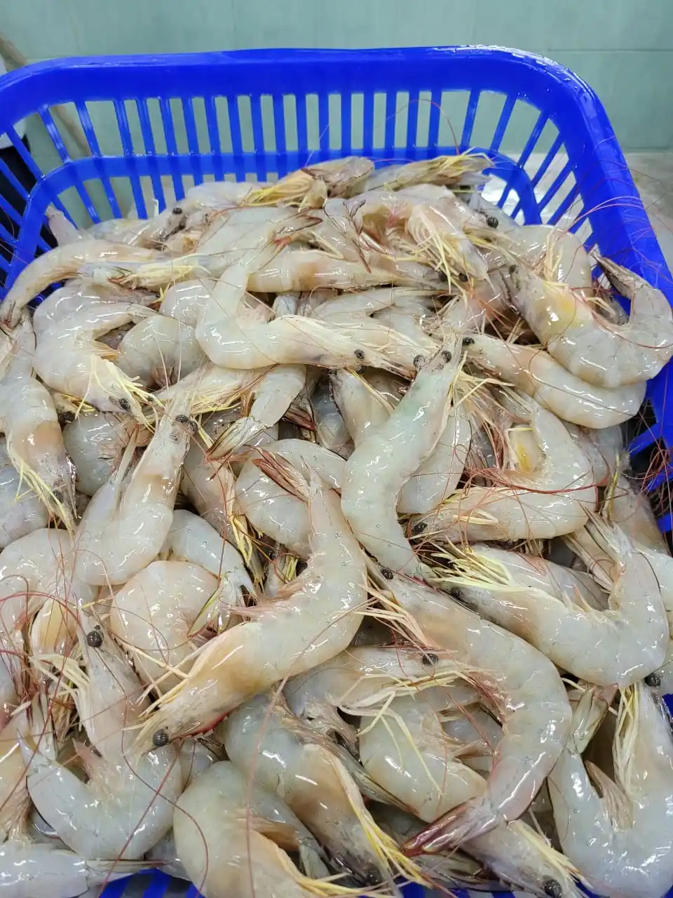 Hot Selling Fresh Seafood Trammel Net (26-30 Pcs/kg) Semi-iqf 1 Kg/box ...