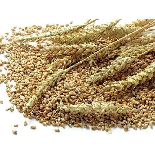 wheat-grains-500x500.jpg