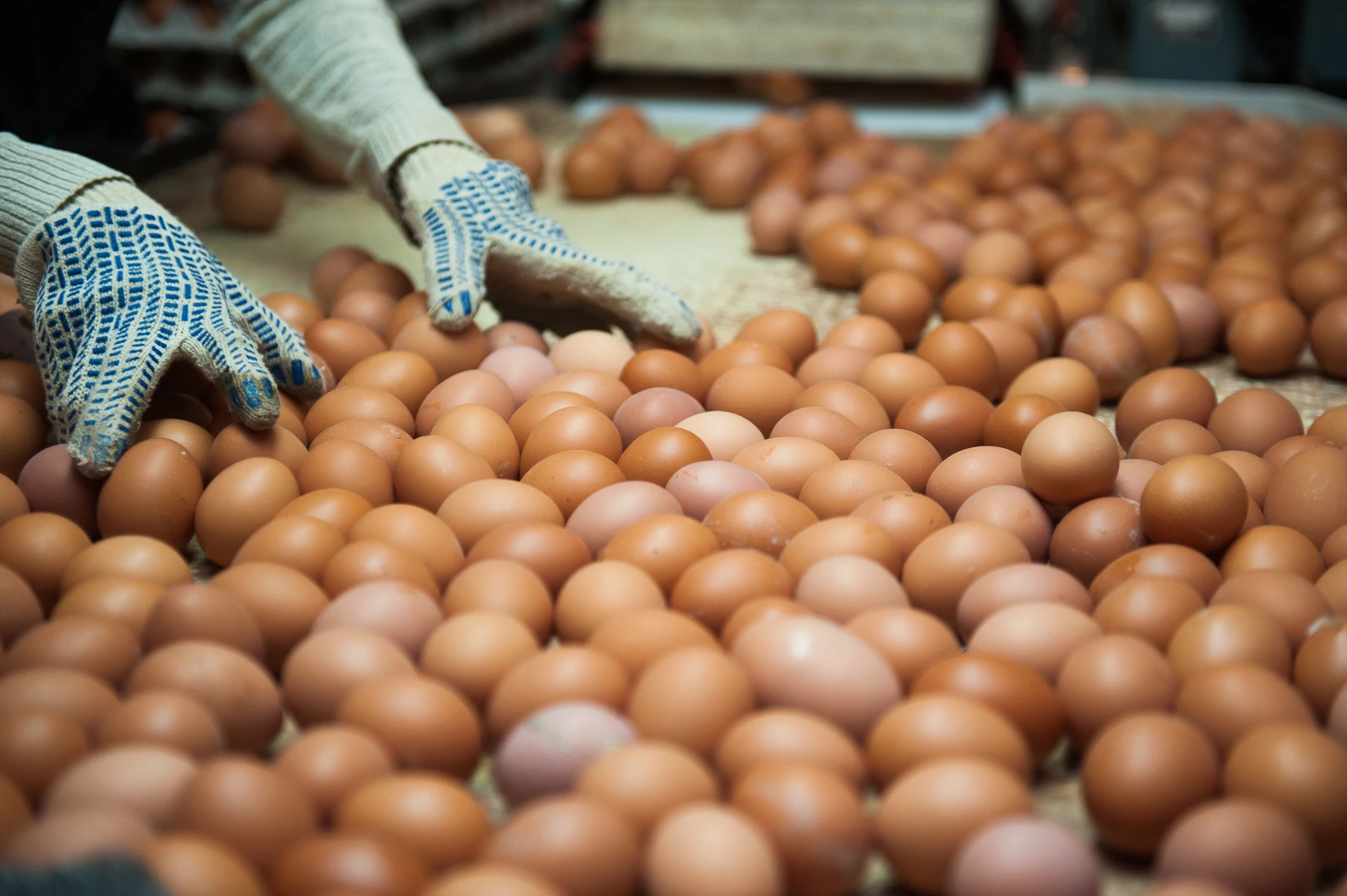 Netherlands Cheap Farm Direct Sale Of Organic Brown Chicken Eggs