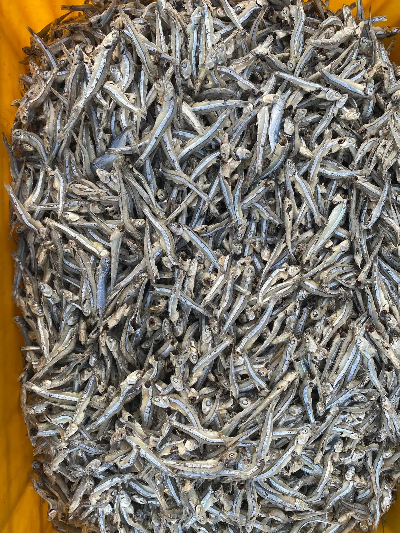 Dried Small Anchovy fish 4-6cm Not Boil Type from Vietnam Supplier 2022