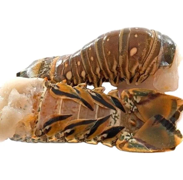 frozen lobster / frozen lobster tail / fresh live lobster eu and