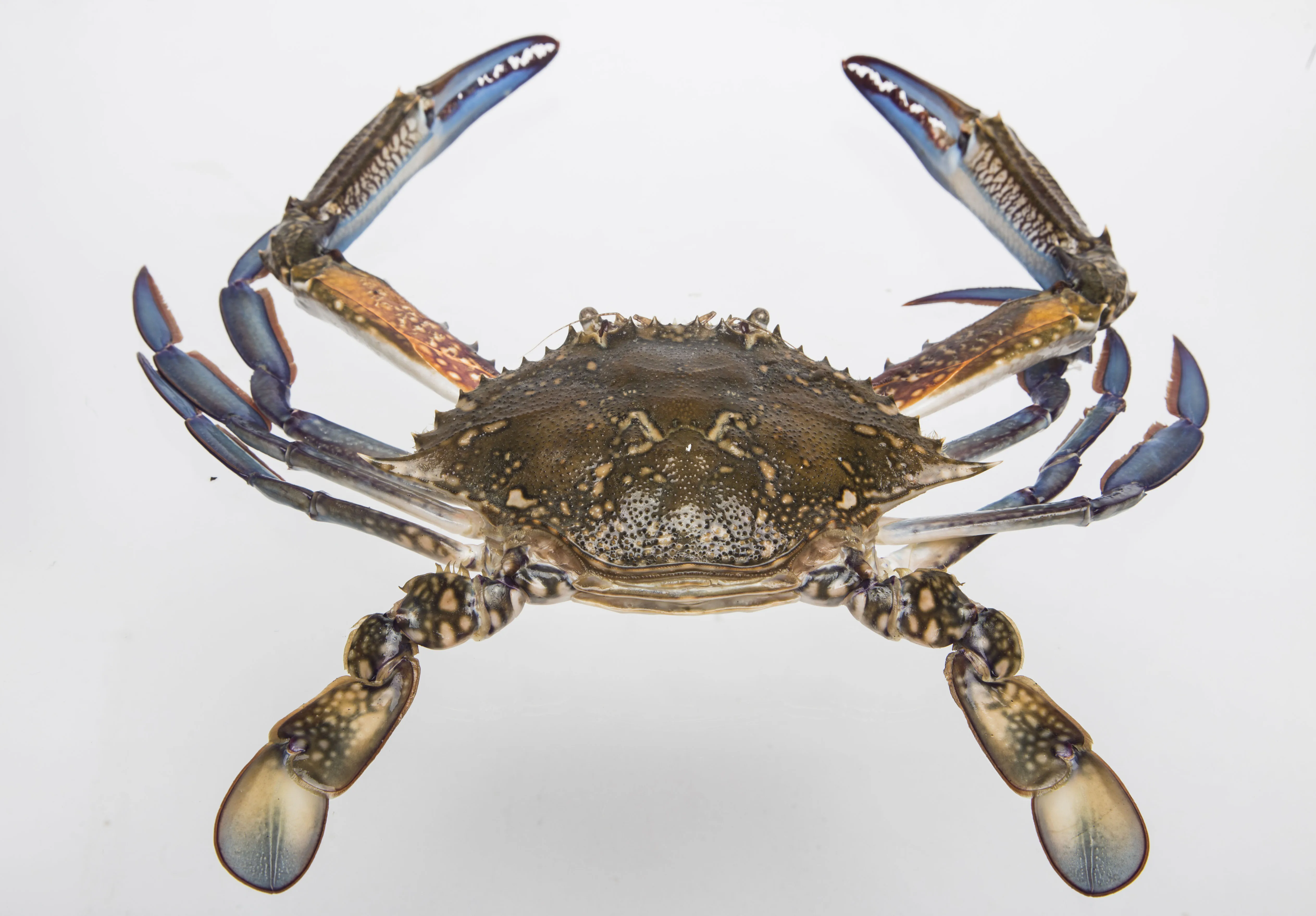 frozen blue swimming crab