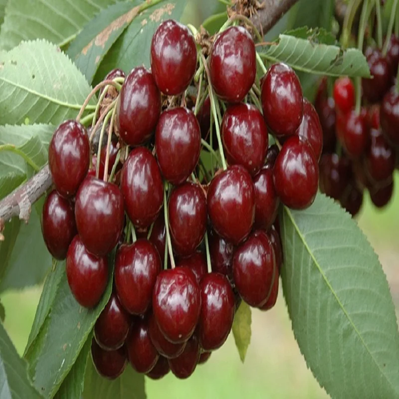 Dried Cherry. Strong Cherry Crop Serbian pwapke. Вишня свежая купить