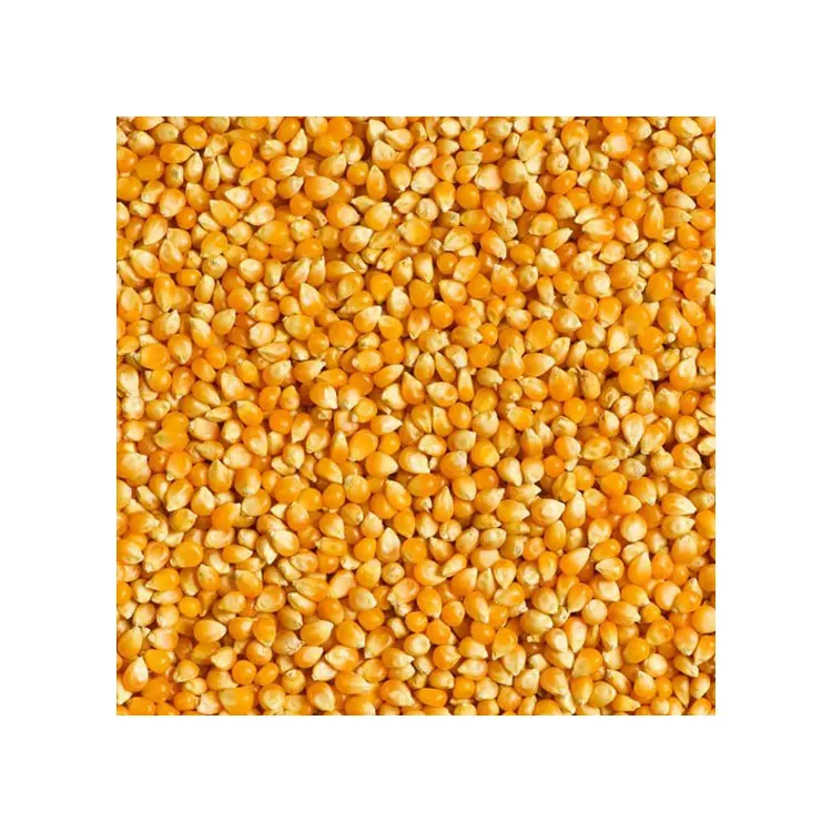 plain.jpg