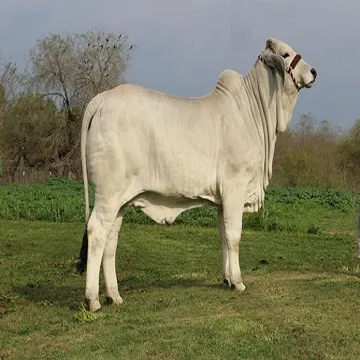 cattle1.jpg