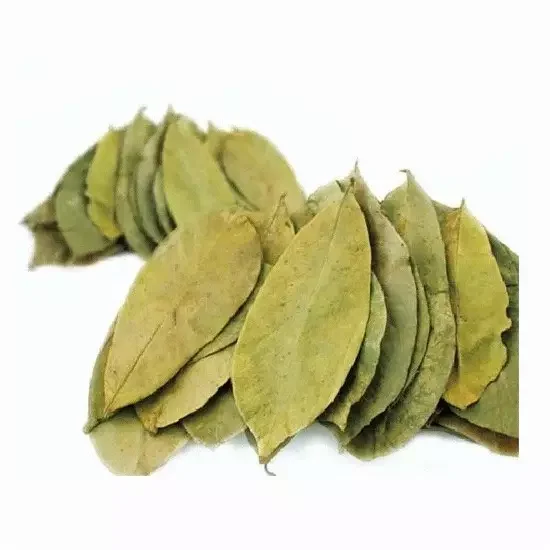 Guyabano Tea Organic Dried Soursop Leaf Dried Graviola Leaves Natural Herb From Vietnam Louis 84 943 481 858 Buy Dried Soursop Leaf Guyabano Tea Organic Soursop Leaf Organic Dried