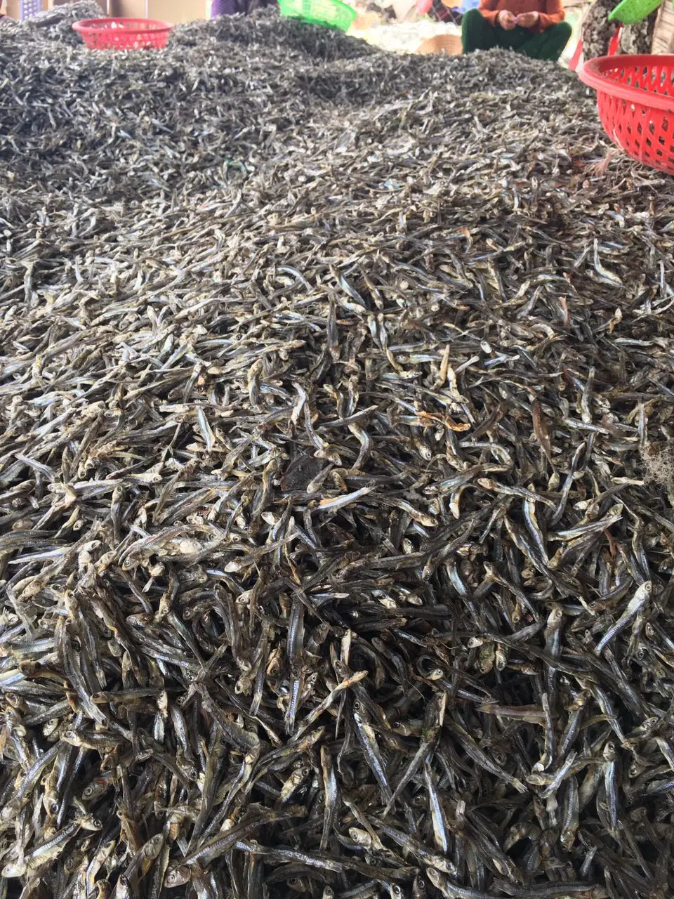 Anchovies Fish Dried / Dry Fish With 2 Year Shelf Life Black Anchovy