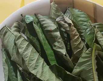 guava tobacco leaf The common guava Psidium guajava (lemon guava Benefits of Guava Leaves Mixed
