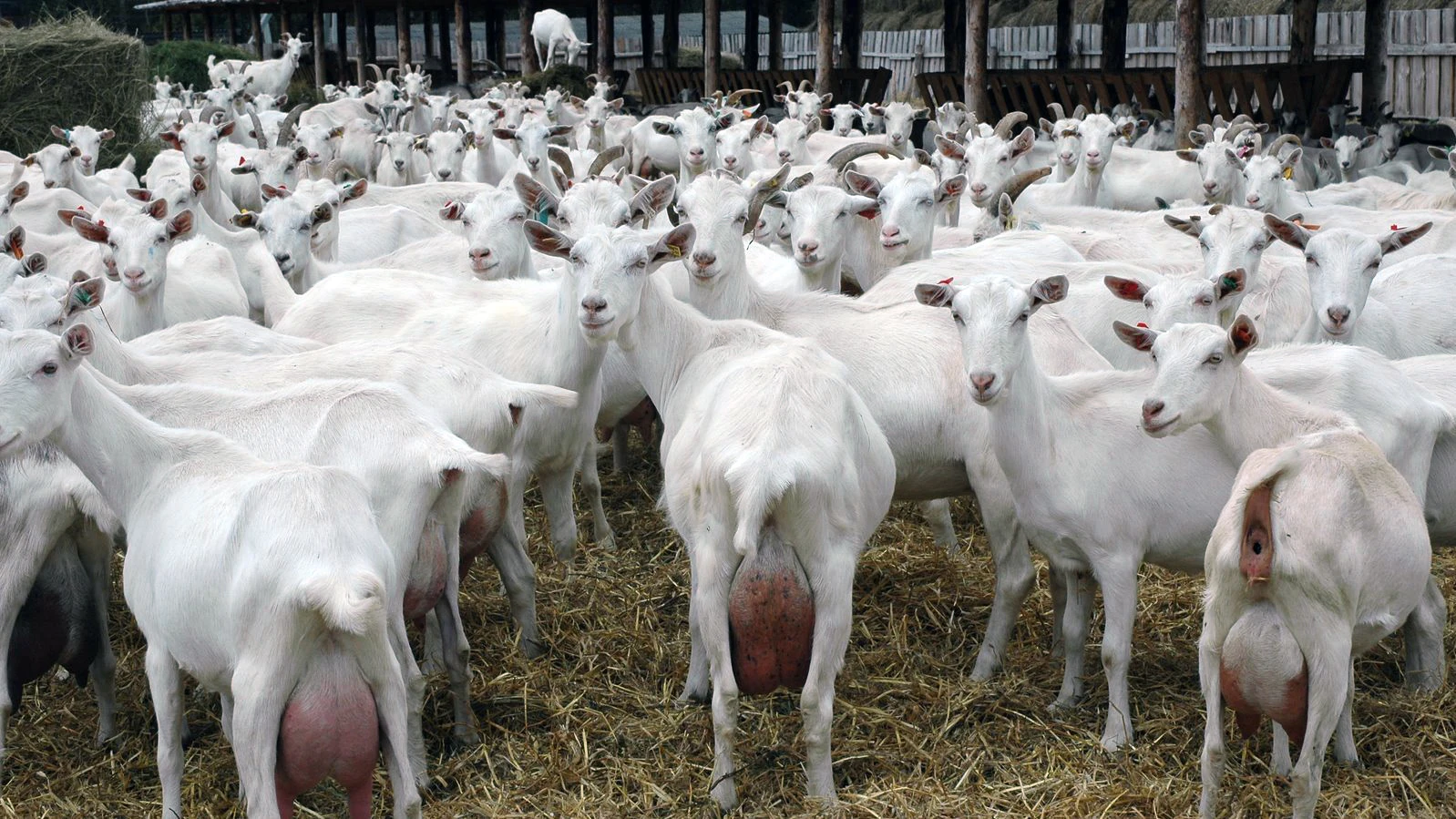 Saanen Goat5.JPG