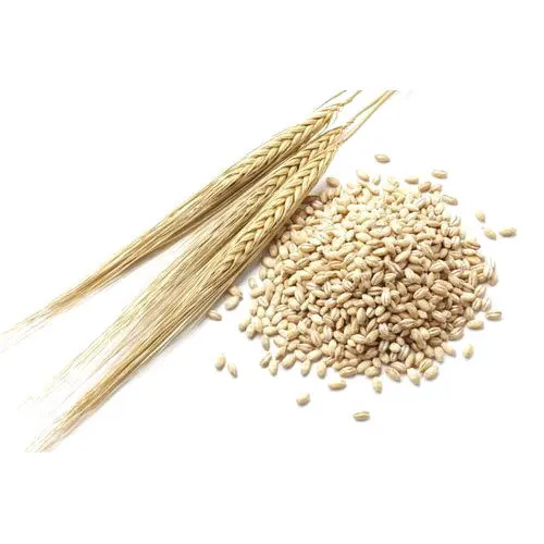 hot sale pearl barley grain for wholesale price - buy fast