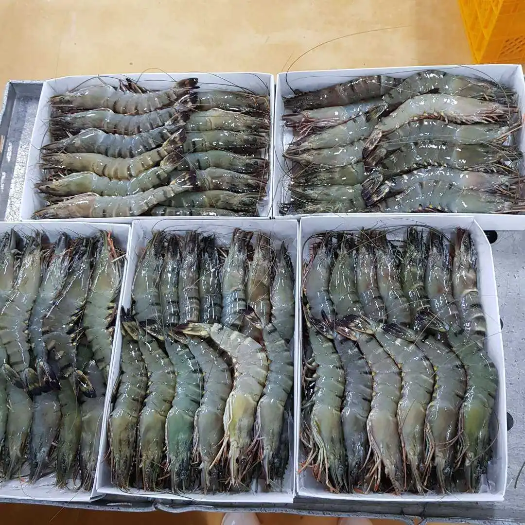 Blue Tiger Ghost Prawn Premium Shrimps Kung Kula Dam Mondoroko Pacet Plas Tepus Ms Demi Whatsapp 84 961 733 400 Buy Penaeus Monodon Giant Tiger Prawn Frozen Raw Black Tiger