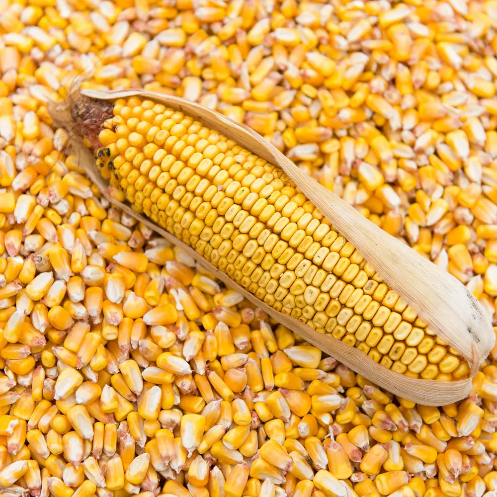 cheap price non gmo white corn for animal and human consumption