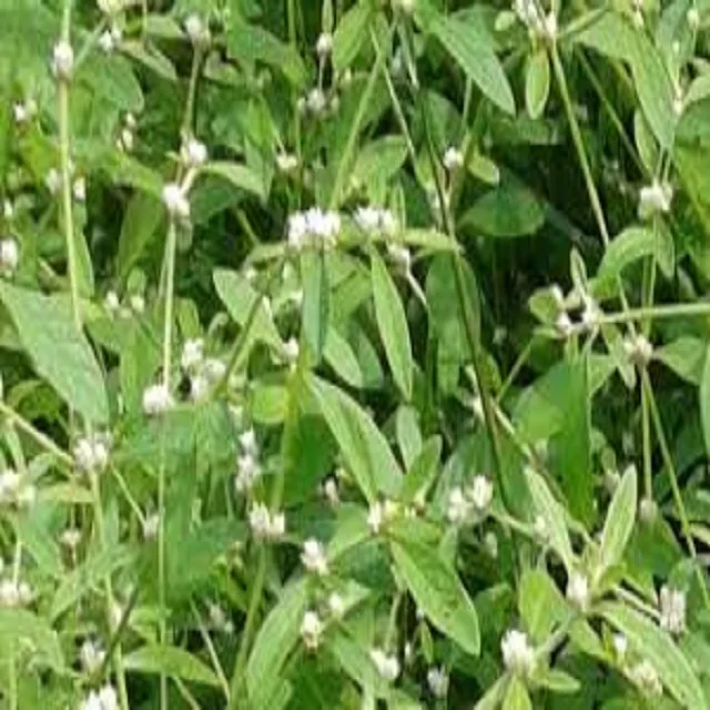 Fresh Indian Ponnanganni Keerai Exporter View Nurition Product Ponnanganni Keerai Supplier Yai Or Your Wish Product Details From Yuvaraju Agro Impex On Alibaba Com