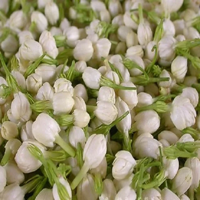 Frische Jasmin Bluten In Indien Buy Jasmine Flower For Export Fresh Jasmine Flower For Garland Fresh Cut Jasmine Flowers Product On Alibaba Com