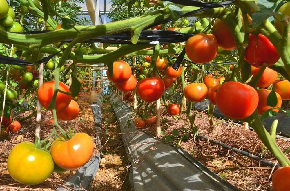 Fresh Oganic Tomatoes Will Be Available In A Variety Of Specifications