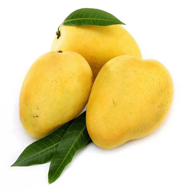 top quality fresh alphonso mangoes for export
