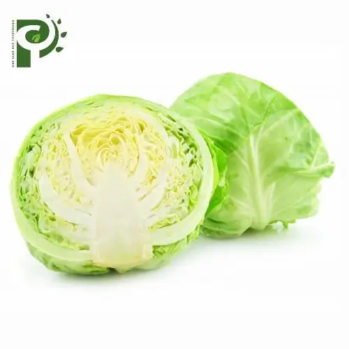vietnam fresh green cabbage with quality