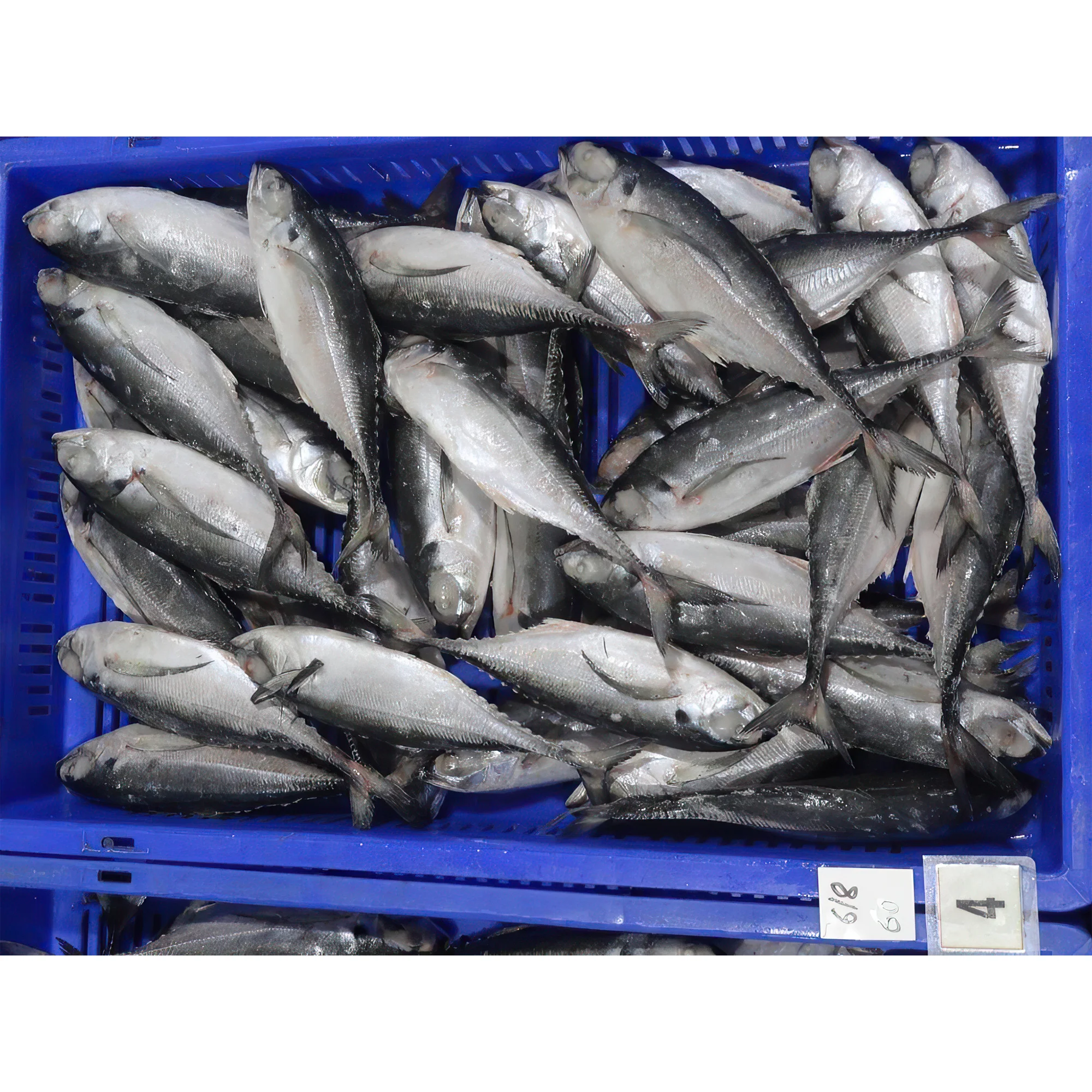 free sample frozen whole atlantic mackerel