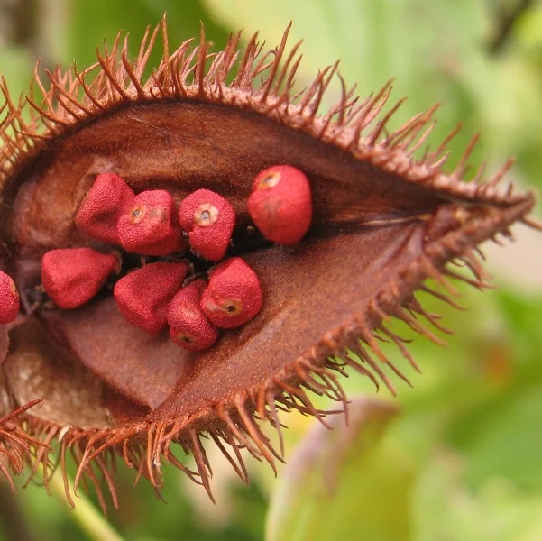 Lipstick Tree/ Annatto Oil