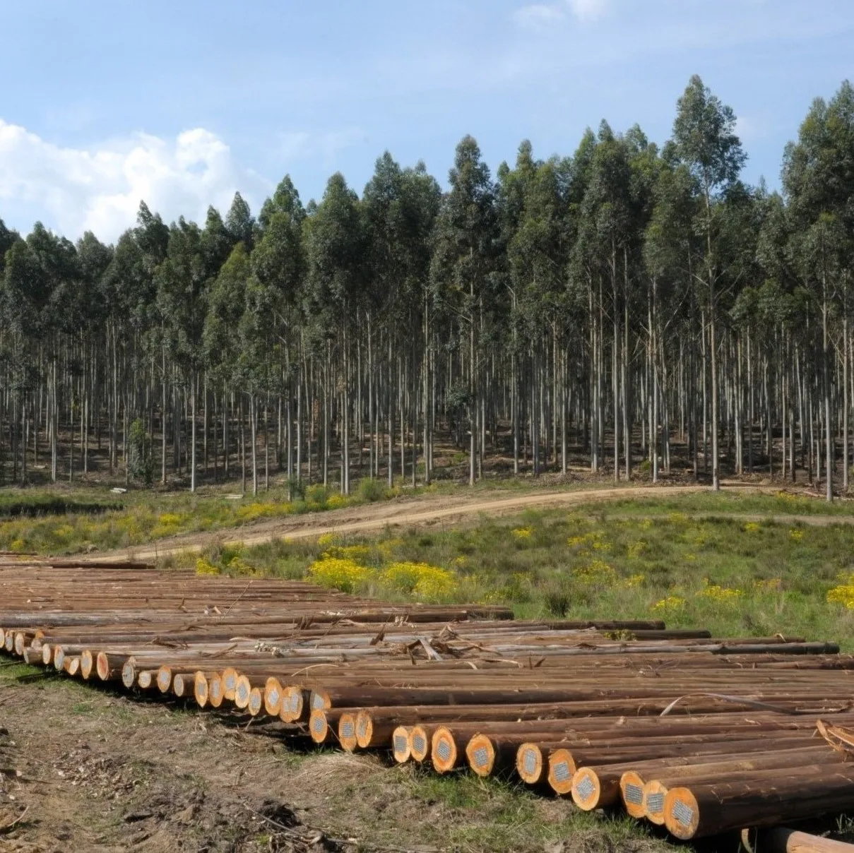 Factory direct High quality Oak  Logs