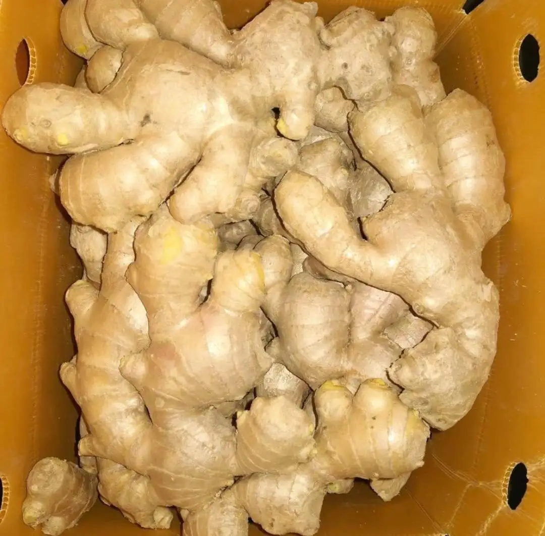 优质散装纯鲜正常栽培型及幼生姜 Buy 优质散装纯新鲜的普通栽培种类和年轻姜product On Alibaba Com