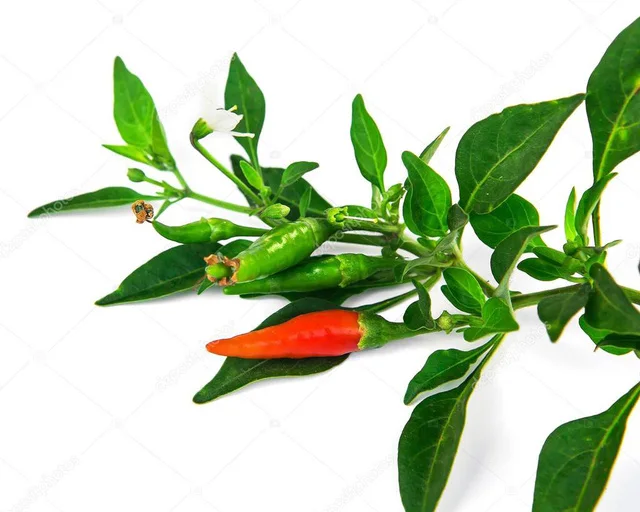 export best choice green chili leaf from viet nam/jasmine  84