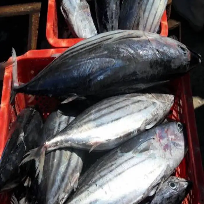 Buy Precooked Frozen Bonito Tuna Loin/cheap Price Frozen Skipjack Tuna ...