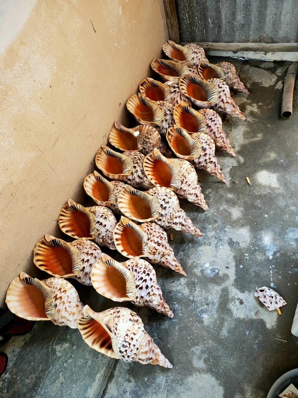 越南99黄金数据的最优惠价格蜗牛壳