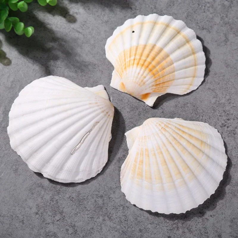 Large Natural Scallop Sea Shells