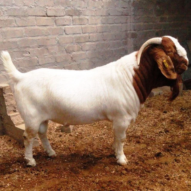 Boer Goat1.JPG