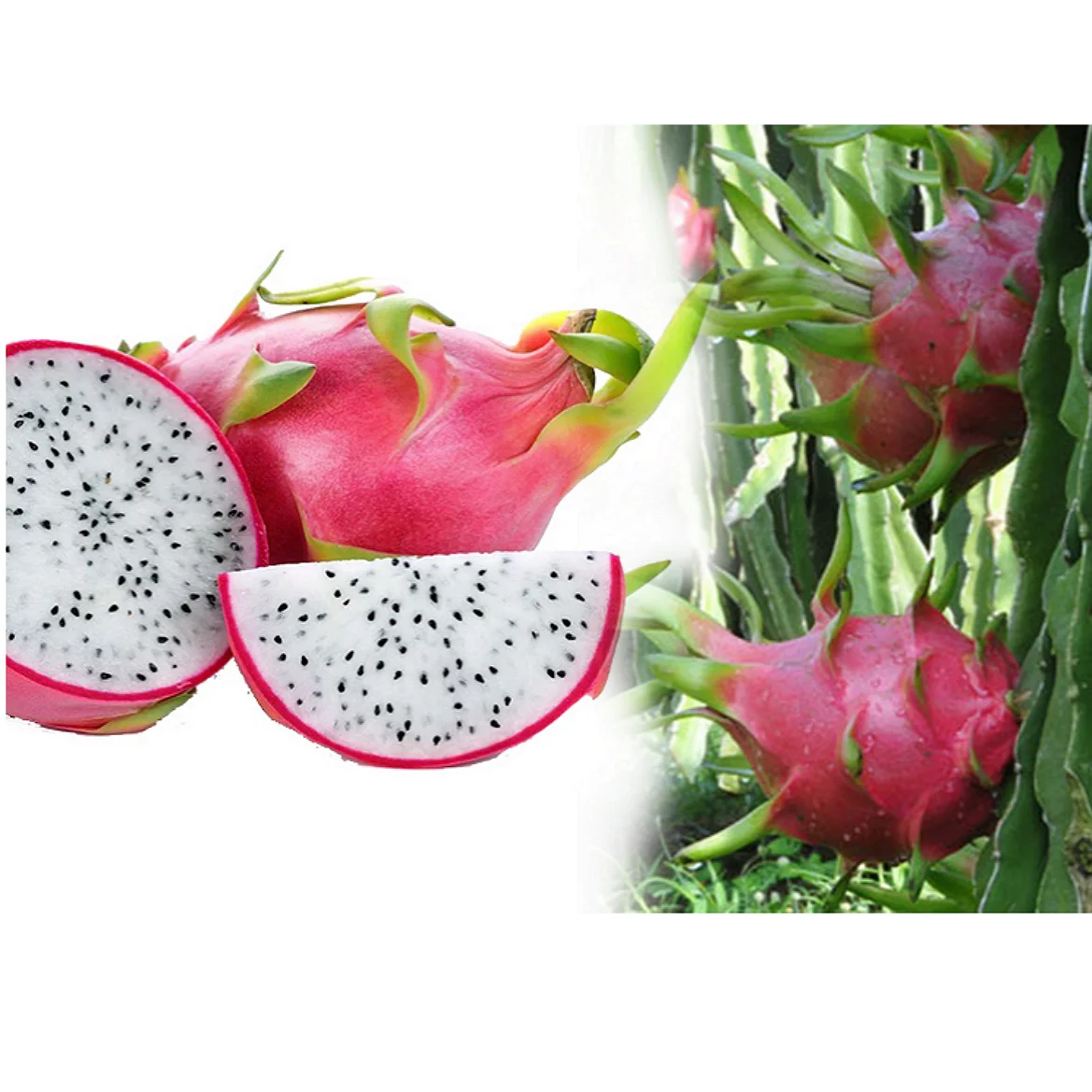 dragon fruit in vietnam with cheap price !